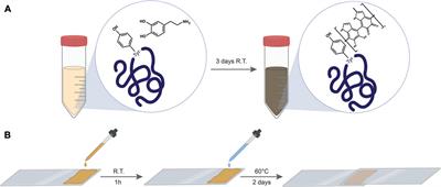 The role of tyrosine in protein-dopamine based bioinspired adhesives: the stoichiometry that maximizes bonding strength